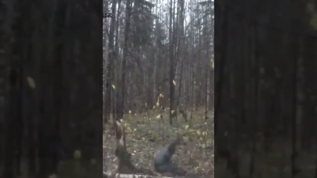Приехал я на заготовку проверить обстановку