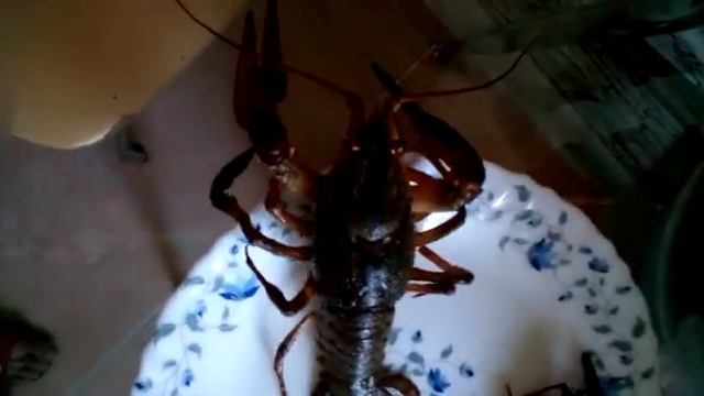 Мы поймали в пруду раков!