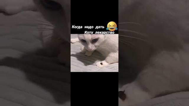 Способ дать лекарство коту.