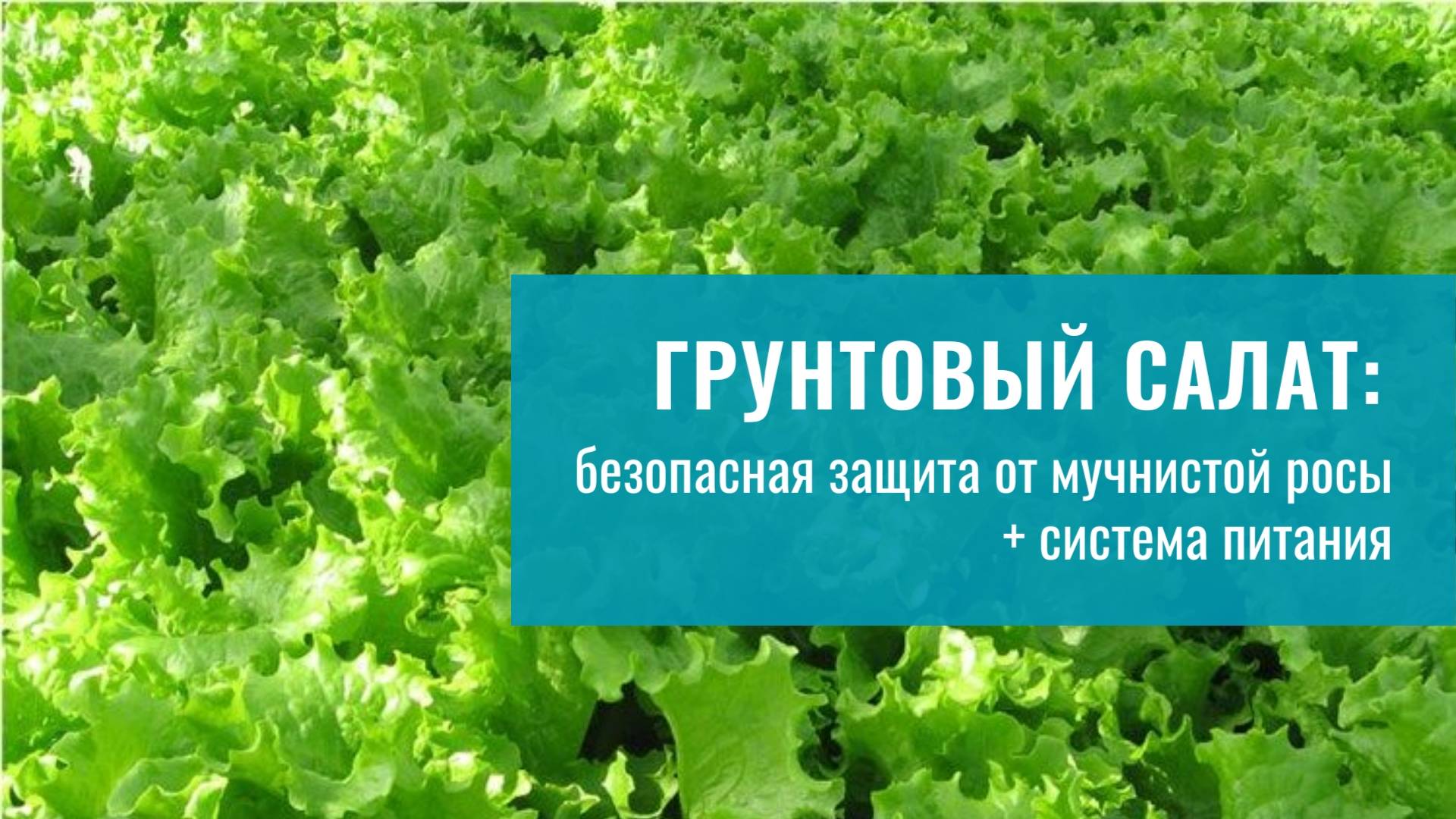 Система питания салата и защита от мучнистой росы: практика КФХ Демихин, Краснодарский край