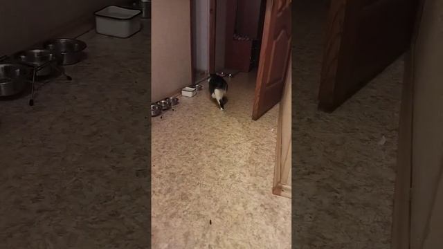 Кисака#котики #милота