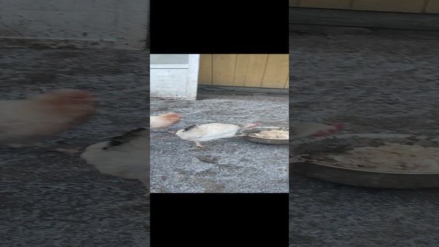 Деревенские хлопоты. Рыжий кот Фокс🐱 хозяюшка Лапа, куры🐔 гуси🪿 утки🦆
