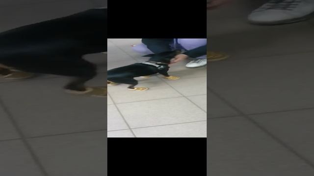 video-38b6c4c6ed4a746e2c0c91fe15dd190c-V.mp4