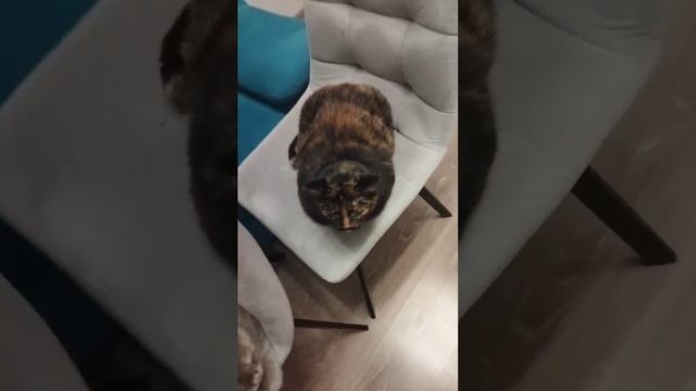 Так оно и получилось  #котики #белыепушистые #милота