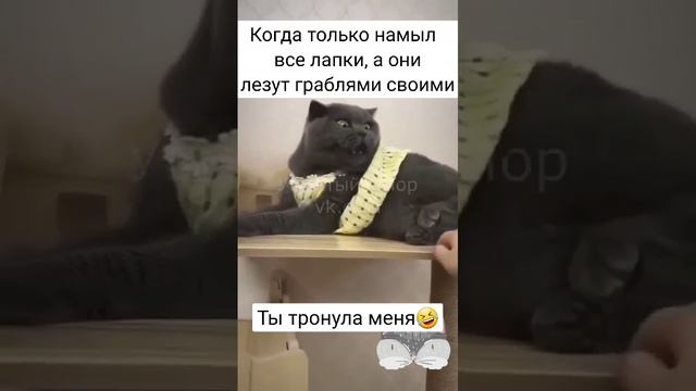 Чистюля