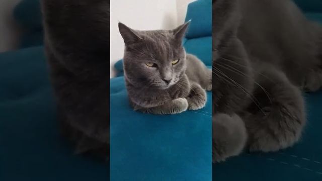 Такой серьезный, но добрый  #котики #кот #милота