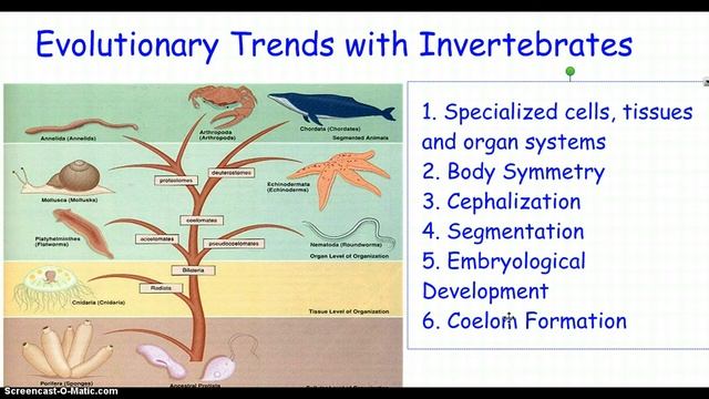 Invertebrates 2