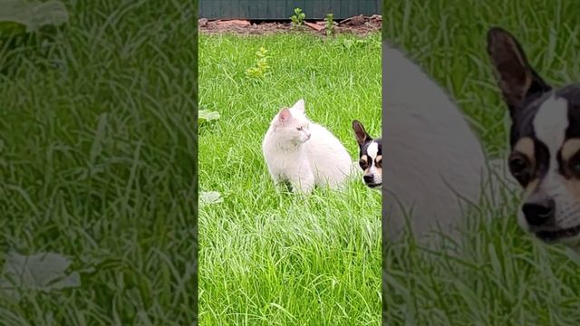 Ох, как хорошо на природе. Кошка и собака. #шорты