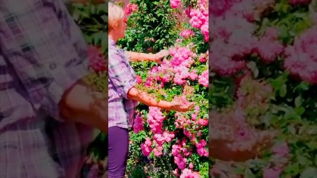 Роза Супер Дороти Super Dorothy