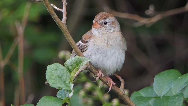Field Sparrow