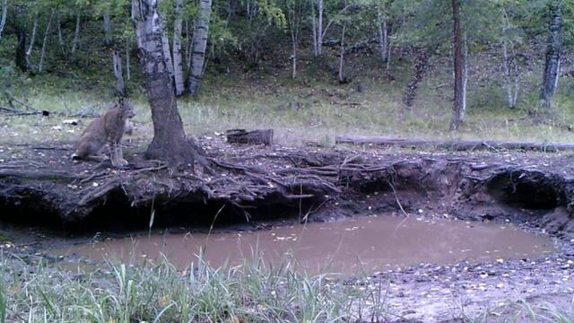 Кадры фотоловушки. Рысь