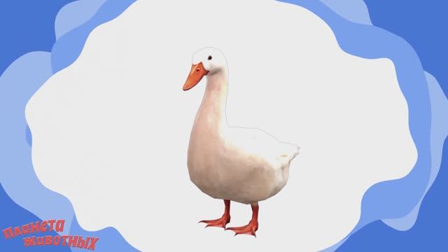 Домашние Животные + Как Говорят Животные + Познавательные и Развивающие Мультики Детям
