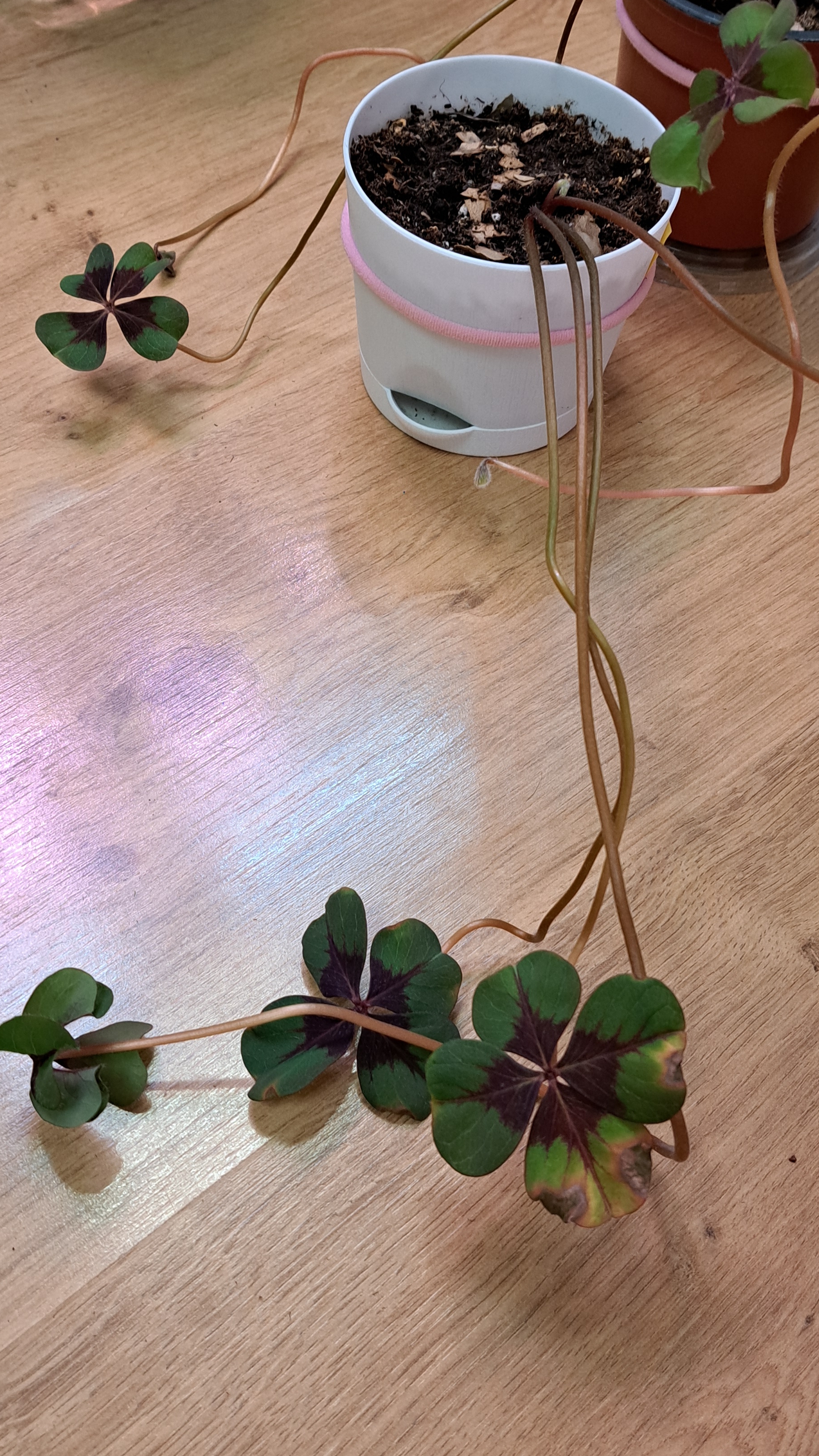 Кислица в домашних условиях. Неудачный опыт