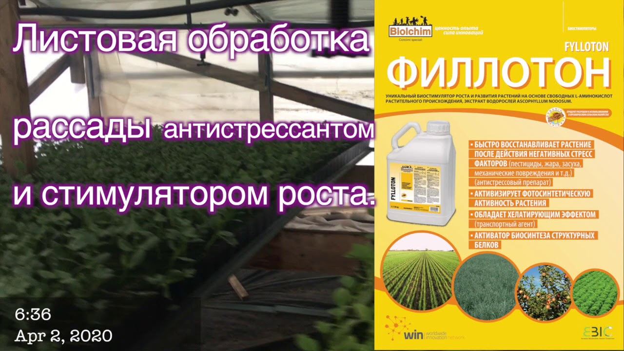 Обработка рассады биостимулятором при неблагоприятной погоде.