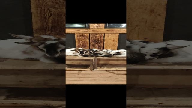 Кафе КозLOVE с миникозами в Сочи