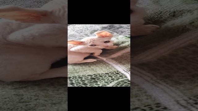 1000080937.mp4