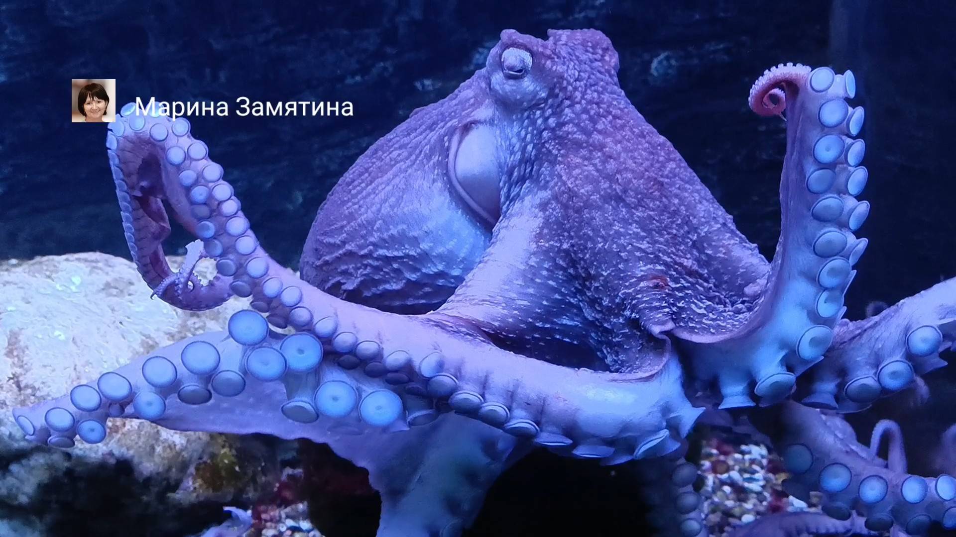 Благодаря отсутствию скелета осьминоги могут менять форму.