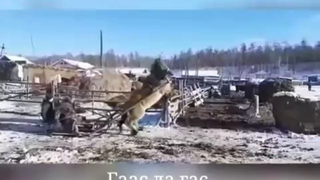 Погнали в обед!