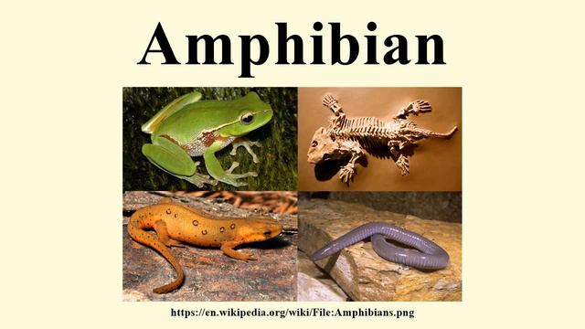 Amphibian