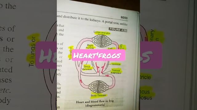 blood flow frogs heart 💖
