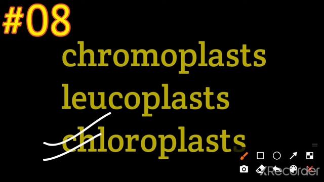 Types Of Plastid