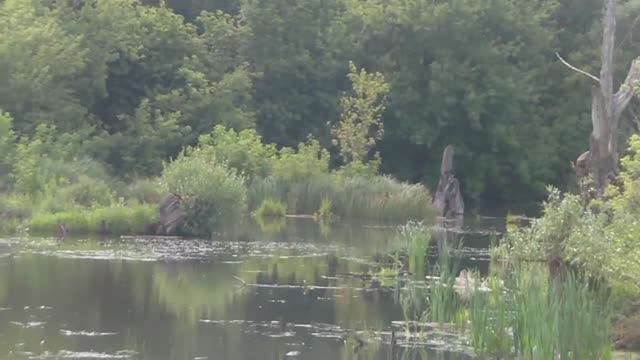 Альшанка деревня в Сосковском районе