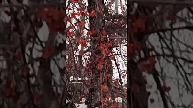 Зимние яблочки.mp4