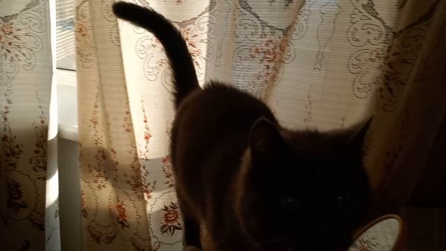 Котик отдыхает.