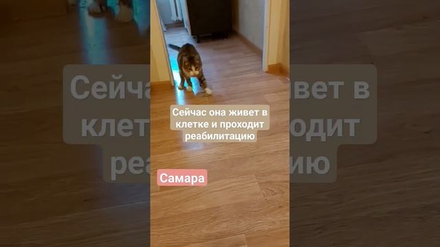 Стешенька #кошкаищетдом #кошкаищетсемью #ищемдом #вик #самара #нужендом #помощьживотным #рек