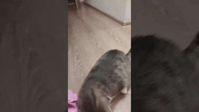 Берта приносит резинку #котики #милота #дресировка