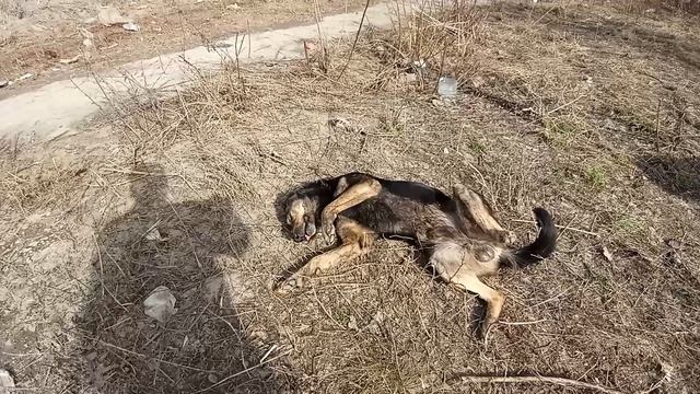Собака друг человека