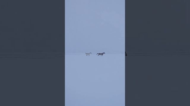 лошадь