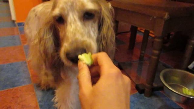 Собака кушает болгарский перец/dog eats pepper