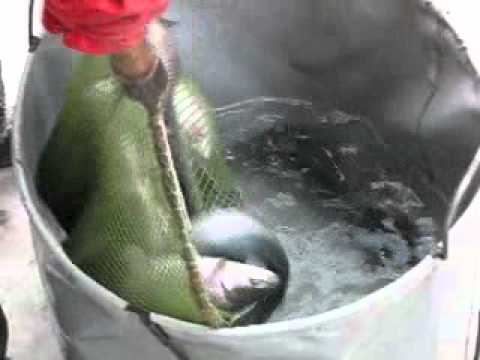 Прибыла форель - часть 7