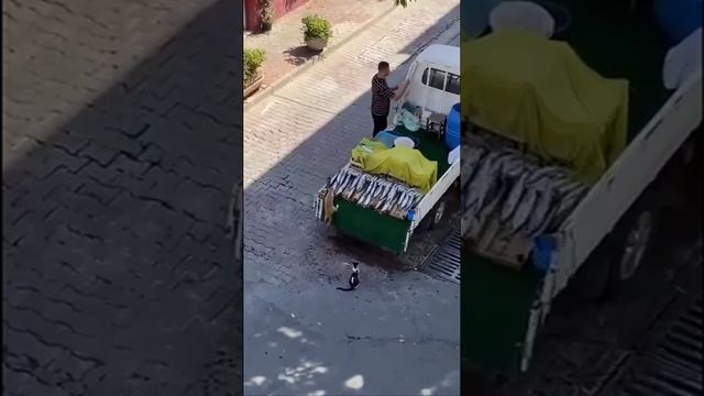 Очередная невыполнимая миссия