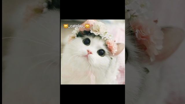 Подпишитесь пожалуйста🐱🥺