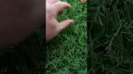 Сравнение искусственных заборов