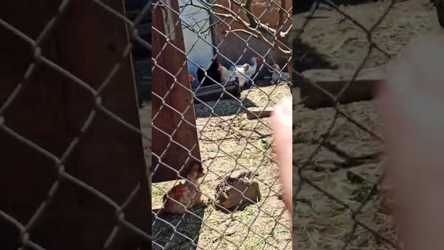 моё утро на Мизе или в селе