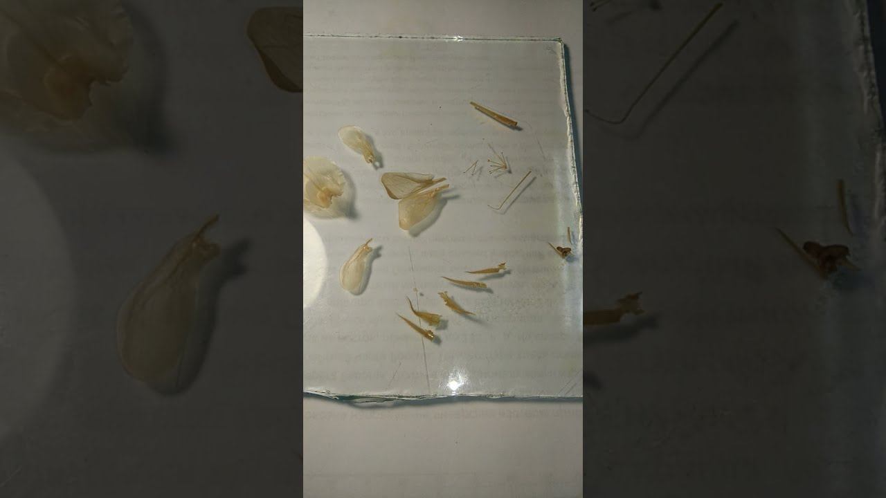 Цветок копеечника крупноцветкового (Hedysarum grandiflorum Pall.)