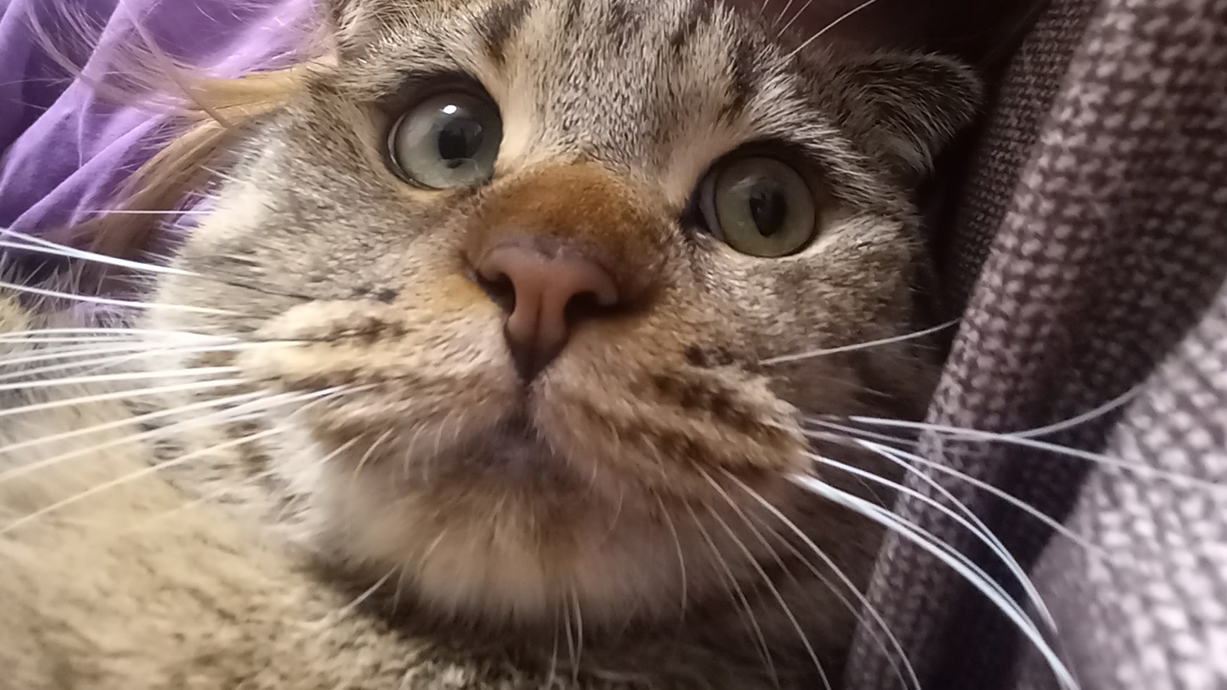 Вот как он это делает Кот