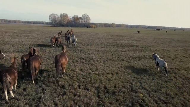 лошади прекрасны