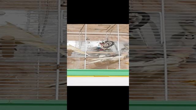 20241213_212732.mp4
