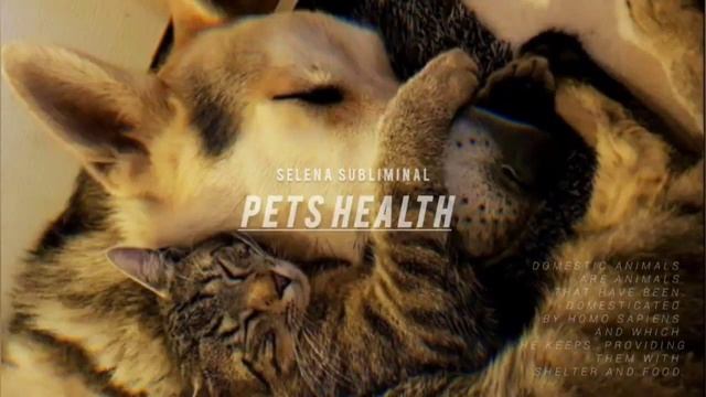 ЗДОРОВЬЕ И БЕЗОПАСНОСТЬ ВАШЕГО ДОМАШНЕГО ЖИВОТНОГО_ЖИВОТНЫХ 🐾 Саблиминал