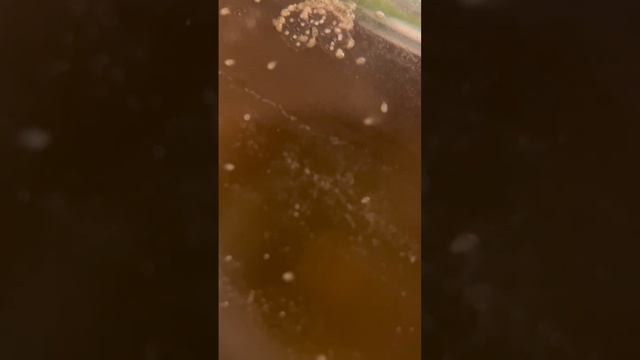 Snail egg sac and Daphnia. Plankton.