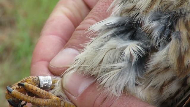 American Kestrel Nest Box Study - Full length documentary