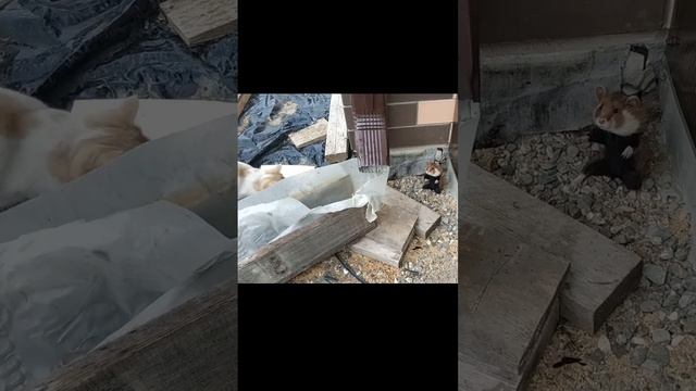 Полевой хомяк в бойцовской стойке борется за свою жизнь.