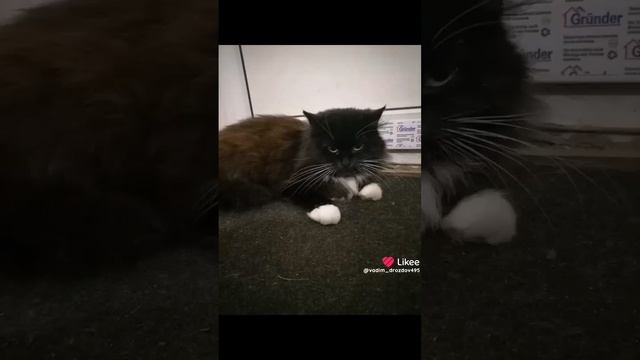 Like_7447647019597374477.mp4