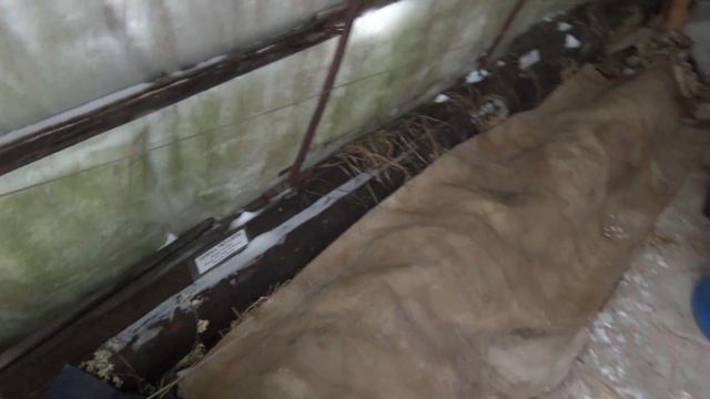 Как я укрываю свой виноград. 80% новичков кинут занятие виноградом, посмотрев это видео.