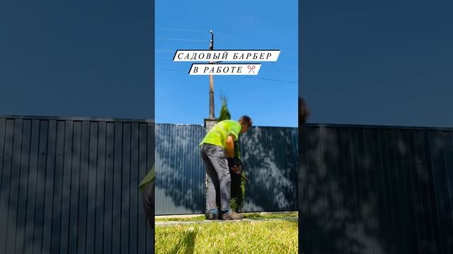 Как стричь туи? Стрижка туй