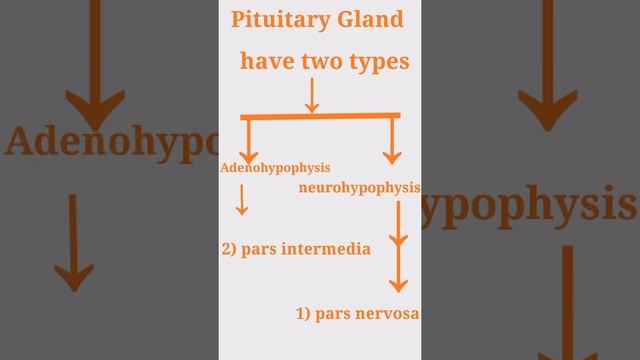 #short view of pituitary gland # pituitary gland release